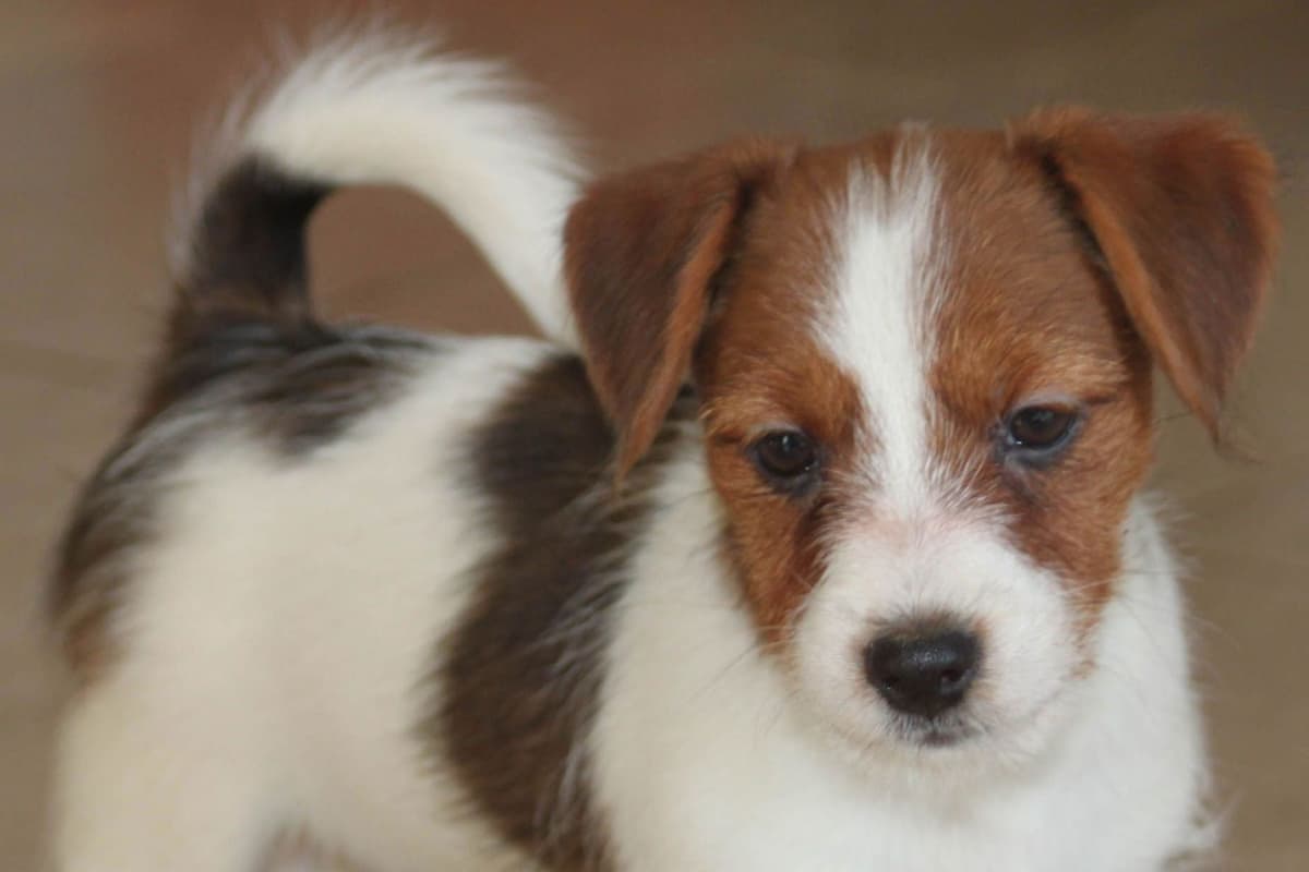 Great Pyrenees Puppies breeder image 9
