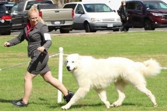 Great Pyrenees Puppies breeder image 12
