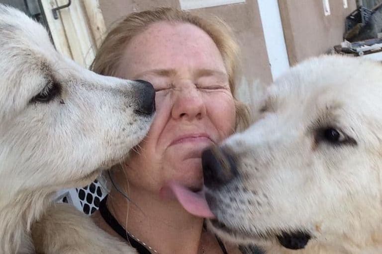 Great Pyrenees Puppies breeder image 13