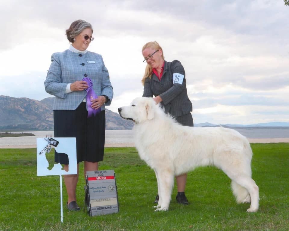 Great Pyrenees Puppies breeder image 15