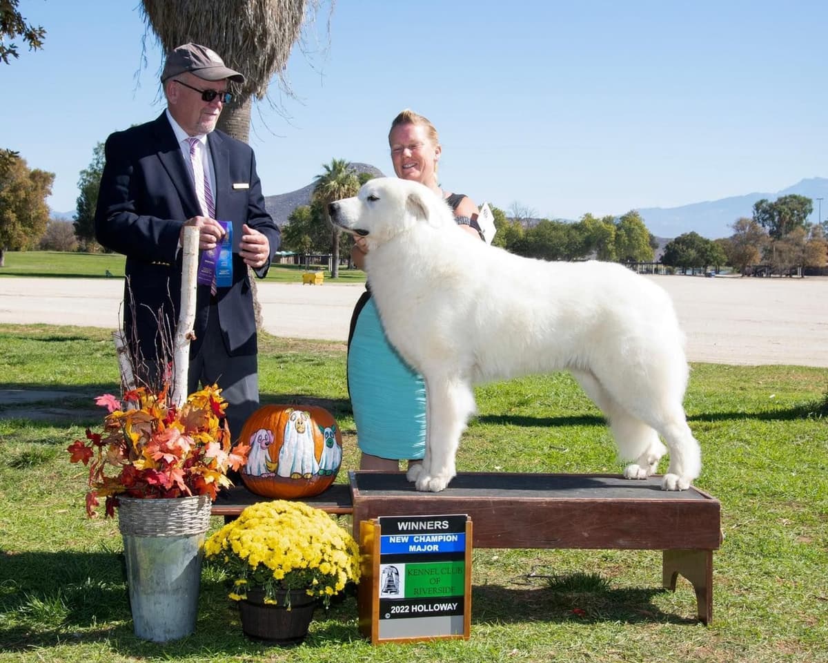 Great Pyrenees Puppies breeder image 17
