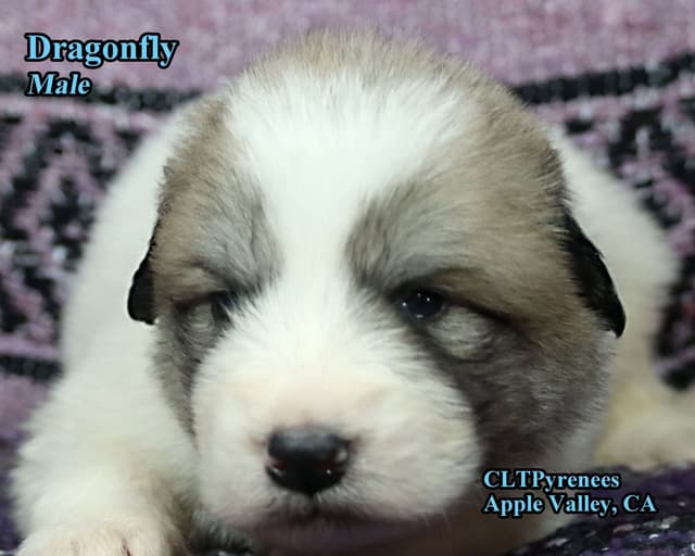 Great Pyrenees Puppies media 2