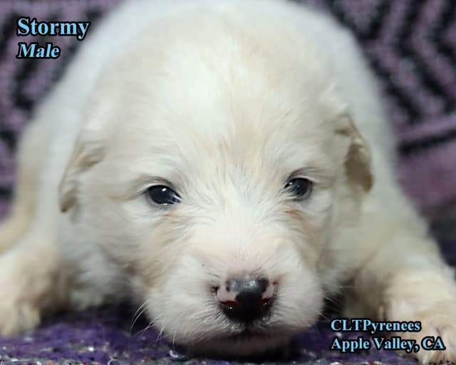 Great Pyrenees Puppies media 3