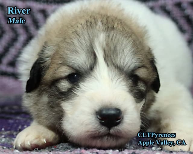 Great Pyrenees Puppies media 4