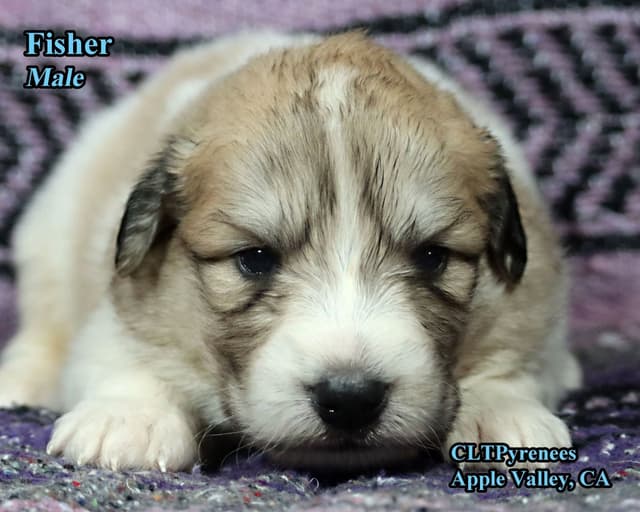 Great Pyrenees Puppies media 5