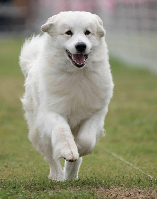 Great Pyrenees Puppies media 7