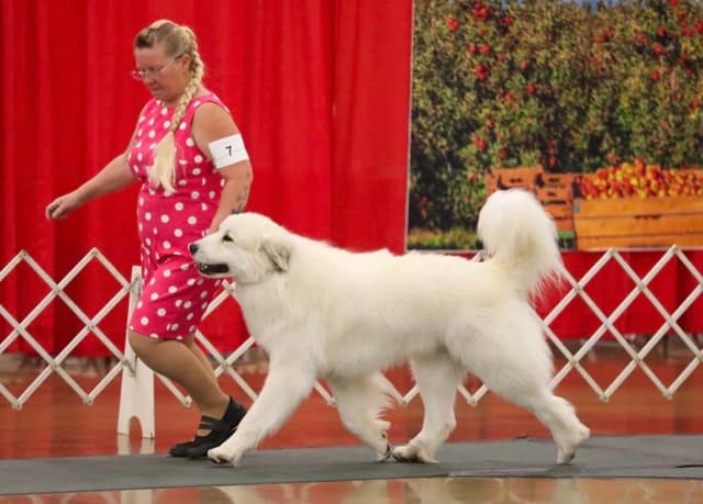 Great Pyrenees Puppies media 8