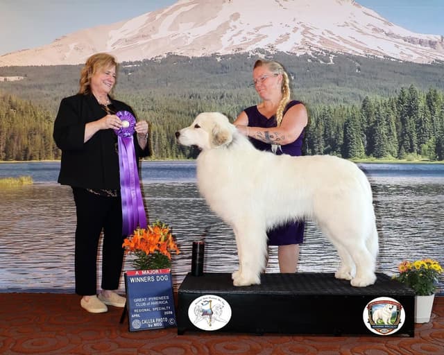 Great Pyrenees Puppies media 6