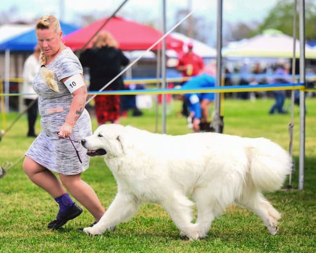 Great Pyrenees Puppies media 10