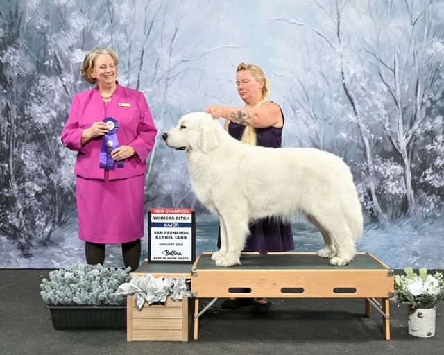 Great Pyrenees Puppies media 9