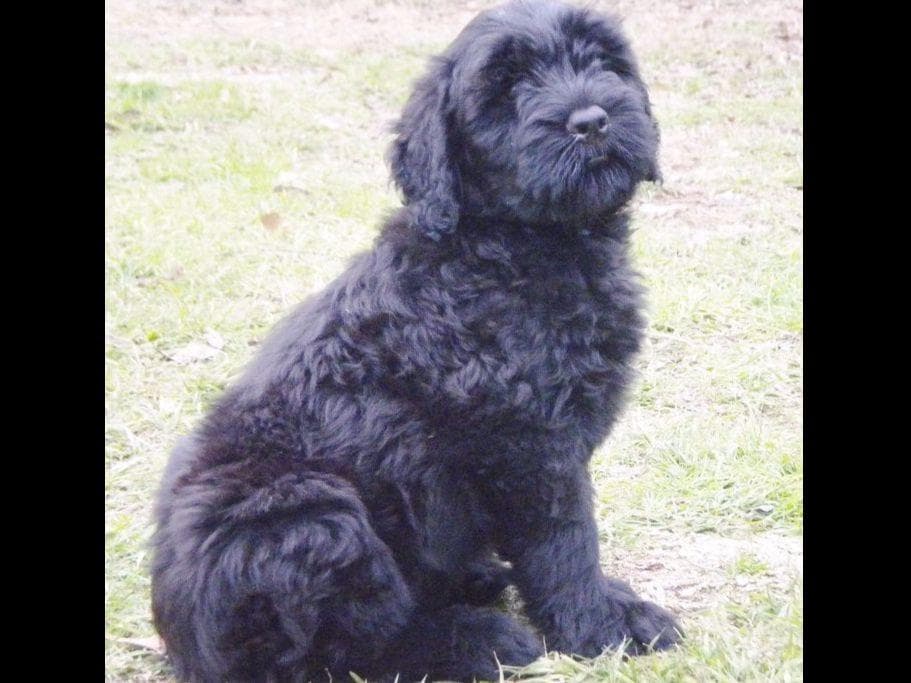 Black Russian Terrier Puppies breeder image 19