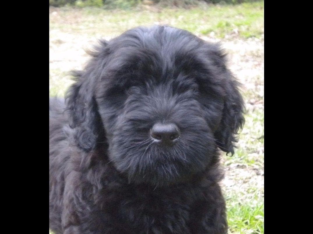 Black Russian Terrier Puppies breeder image 18