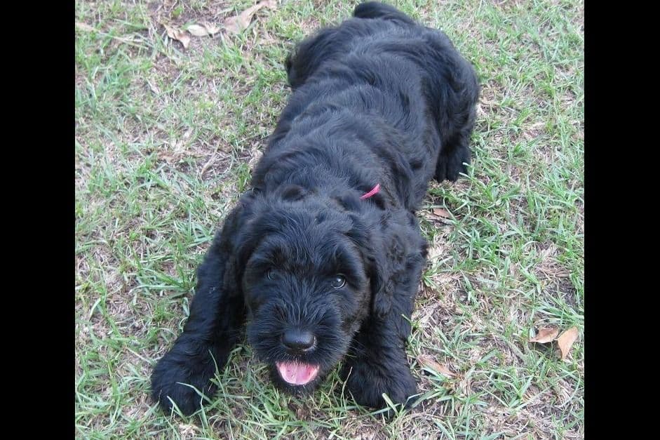 Black Russian Terrier Puppies breeder image 1