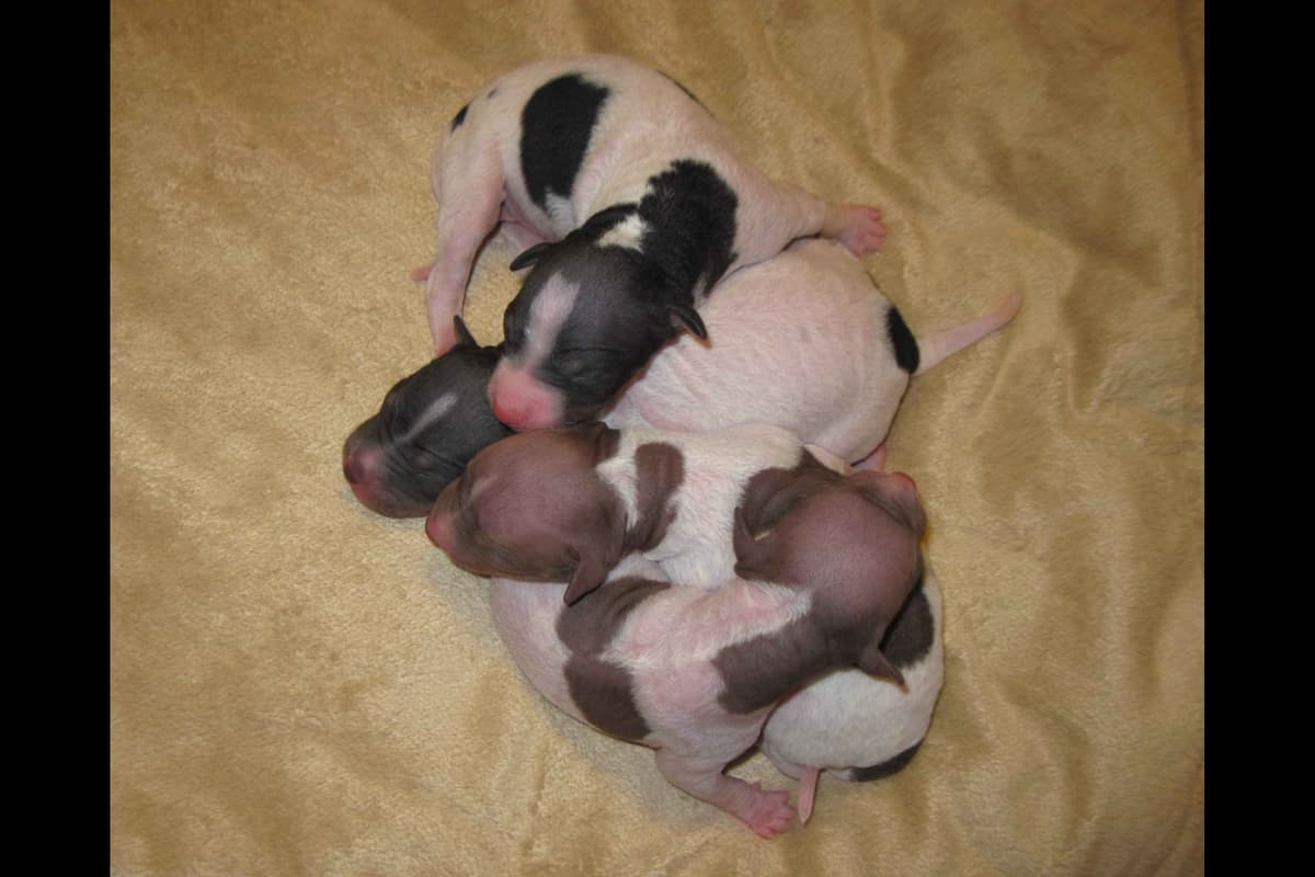 Black Russian Terrier Puppies breeder image 8