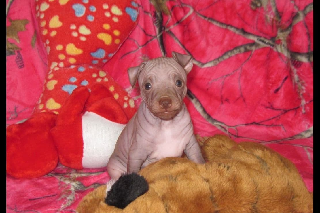 Black Russian Terrier Puppies breeder image 7