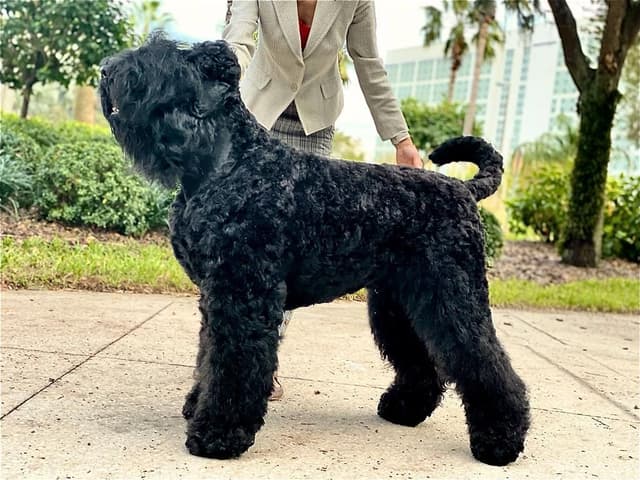 Black Russian Terrier Puppies media 3
