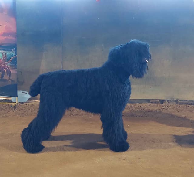 Black Russian Terrier Puppies media 4