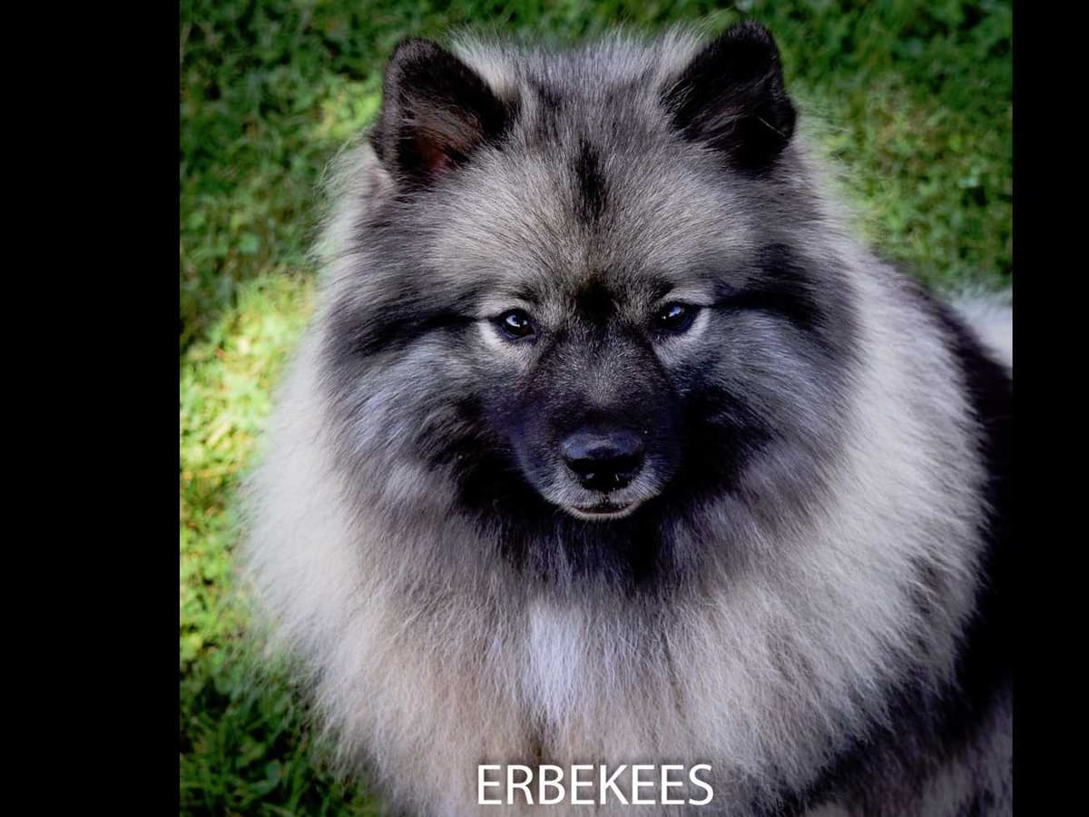 ERBEKEES breeder image 2