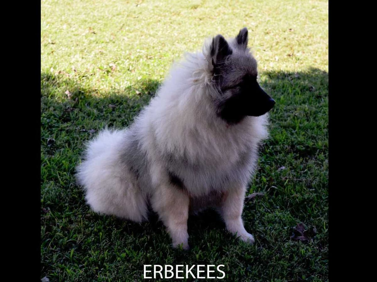 ERBEKEES breeder image 3