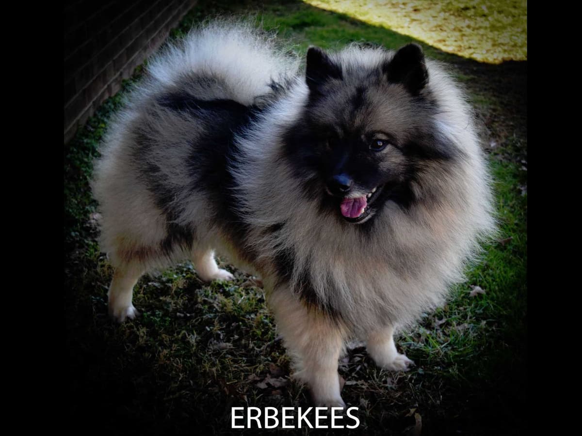 ERBEKEES breeder image 4