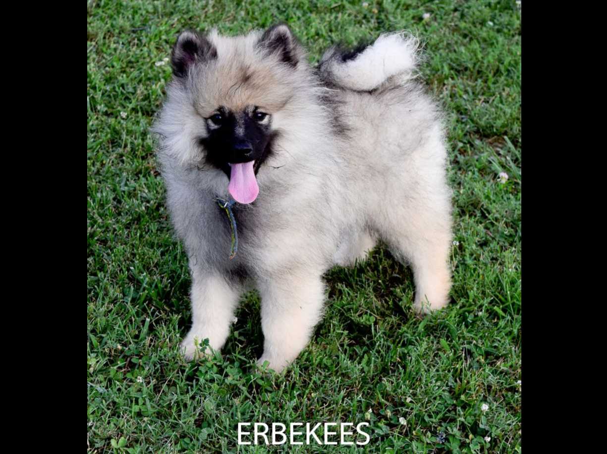 ERBEKEES breeder image 6