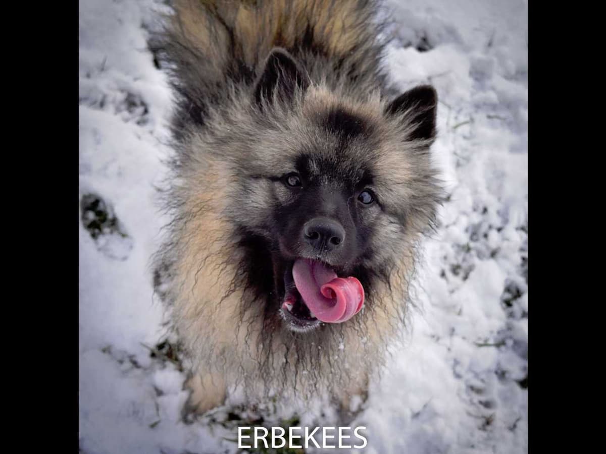 ERBEKEES breeder image 7