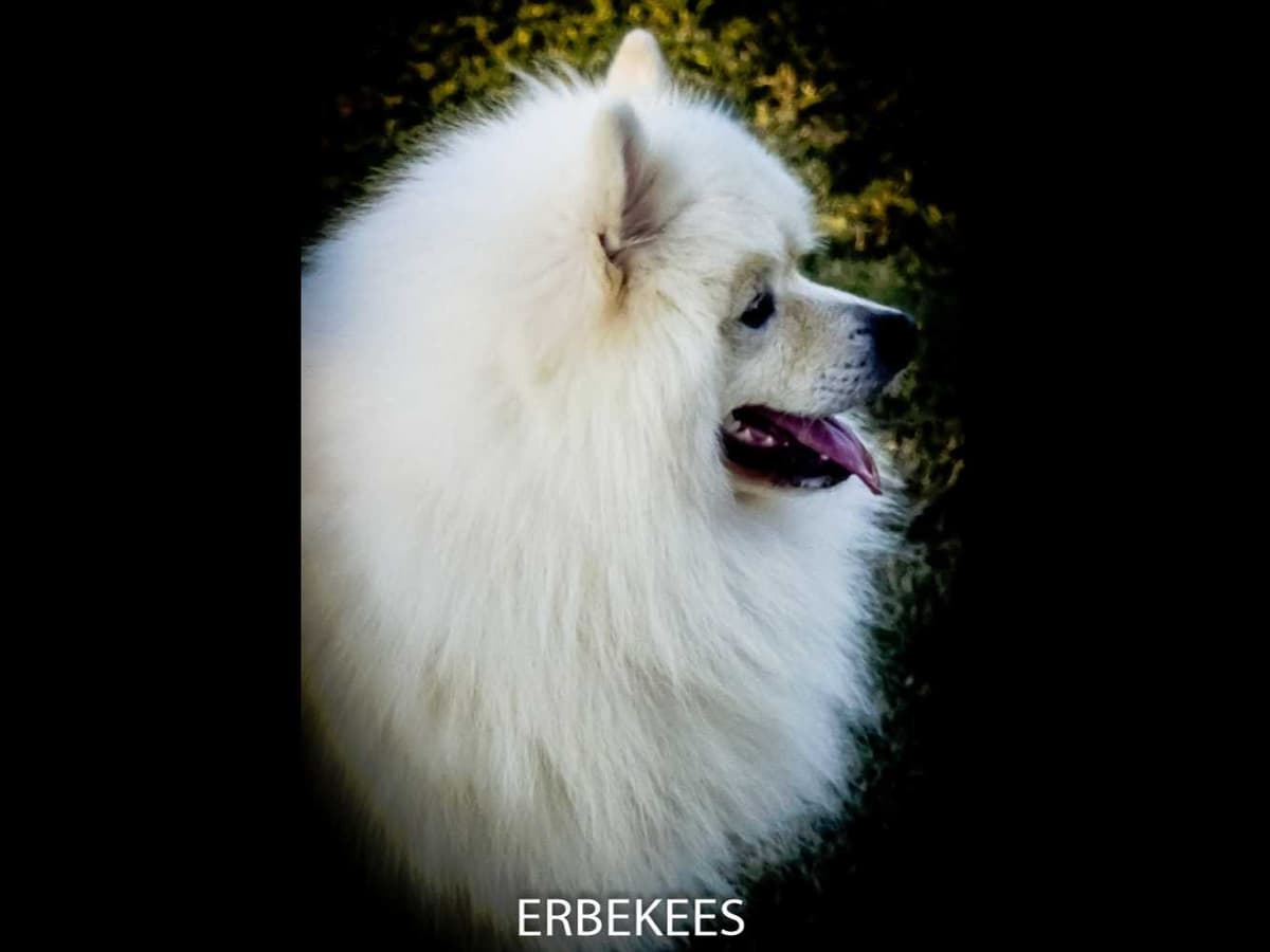 ERBEKEES breeder image 8