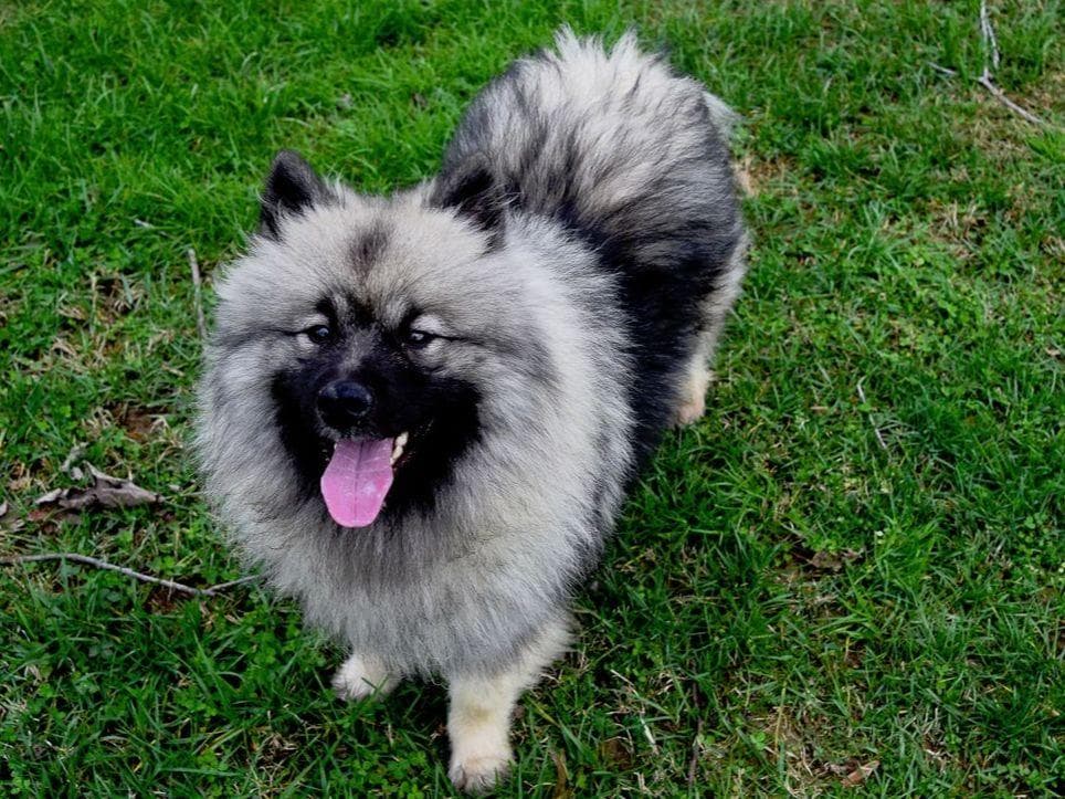 ERBEKEES breeder image 9