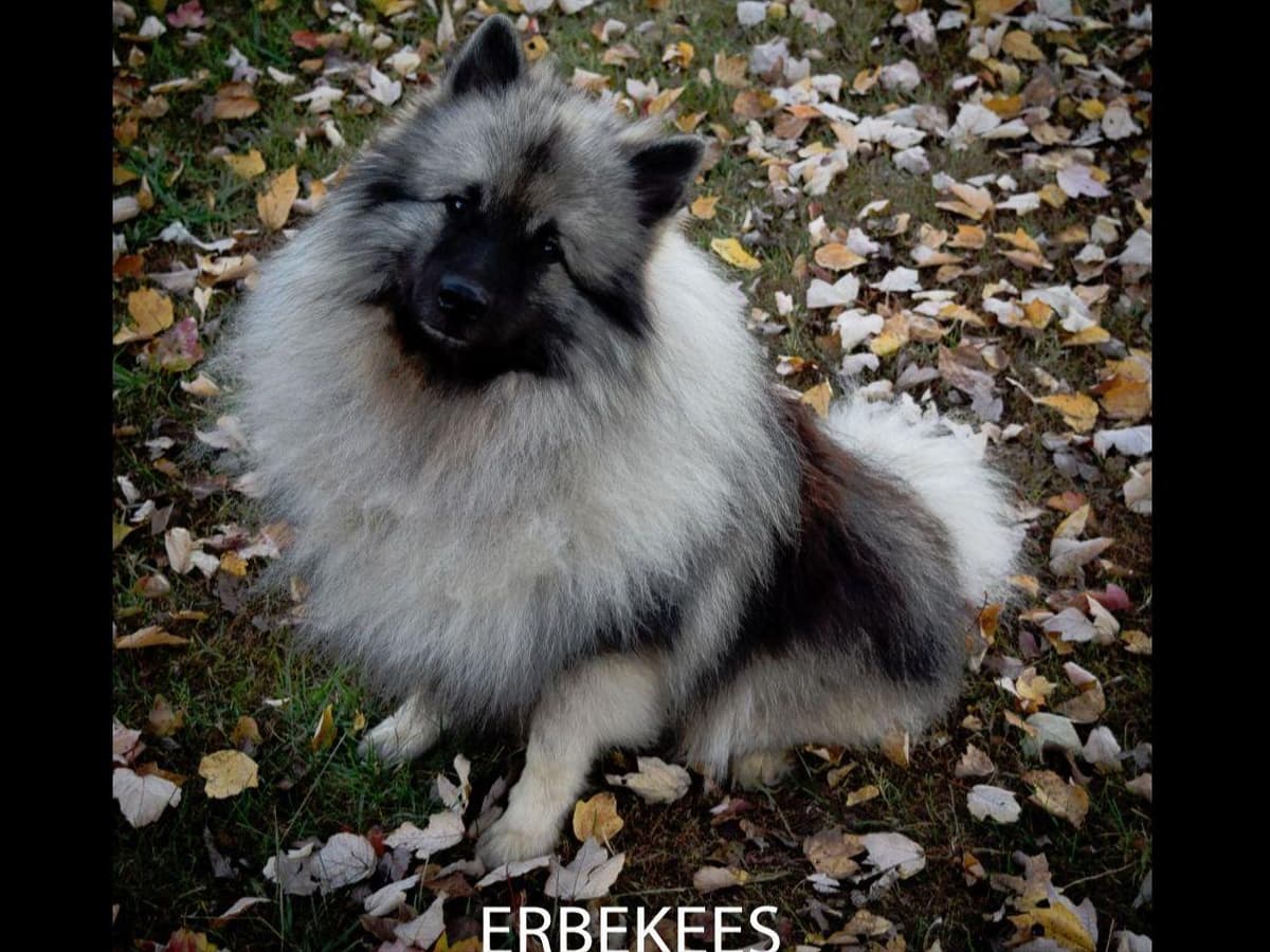 ERBEKEES breeder image 10