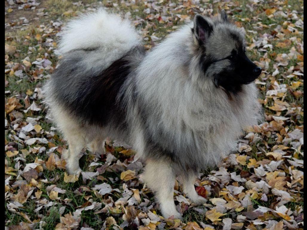 ERBEKEES breeder image 11