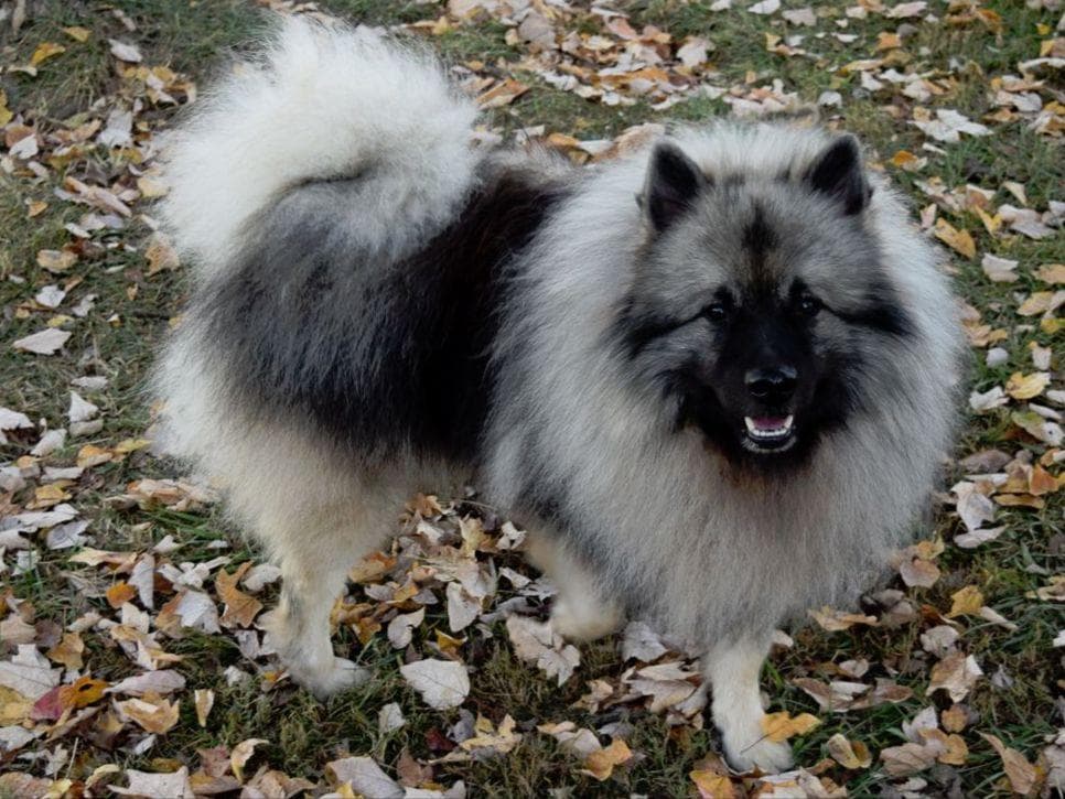 ERBEKEES breeder image 12