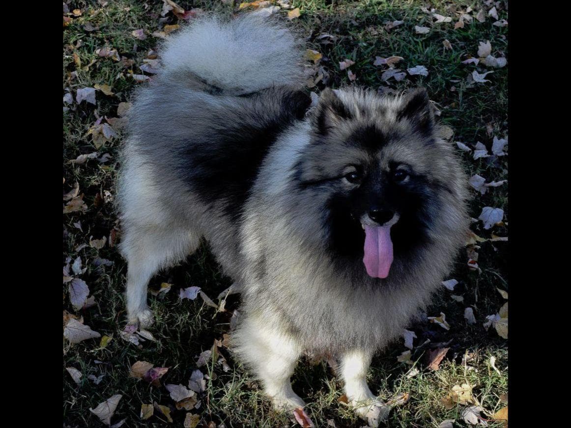 ERBEKEES breeder image 13