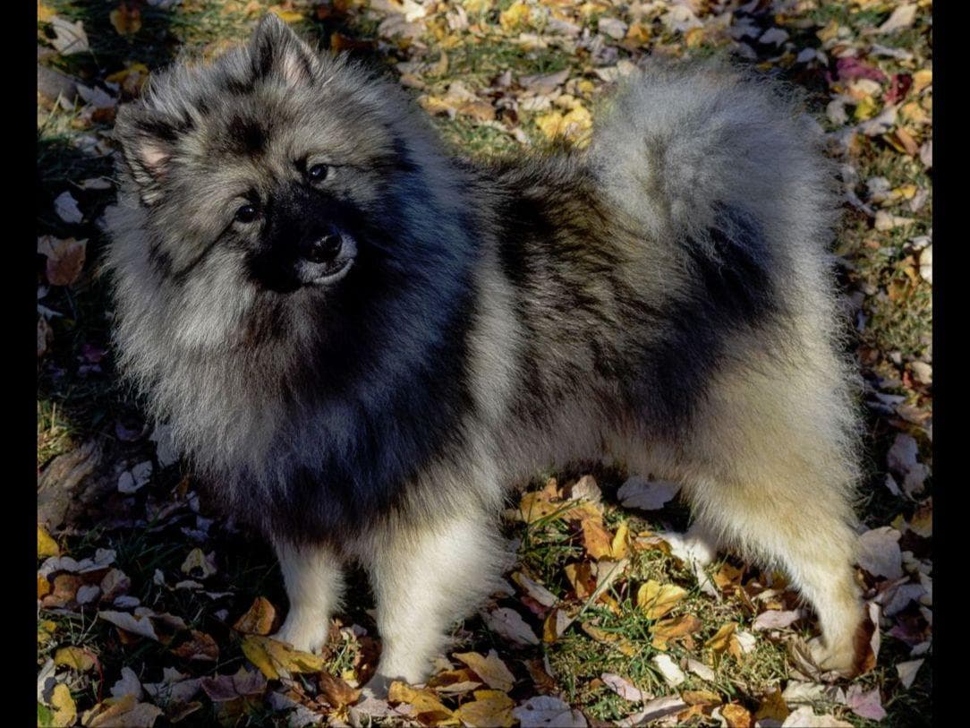ERBEKEES breeder image 14