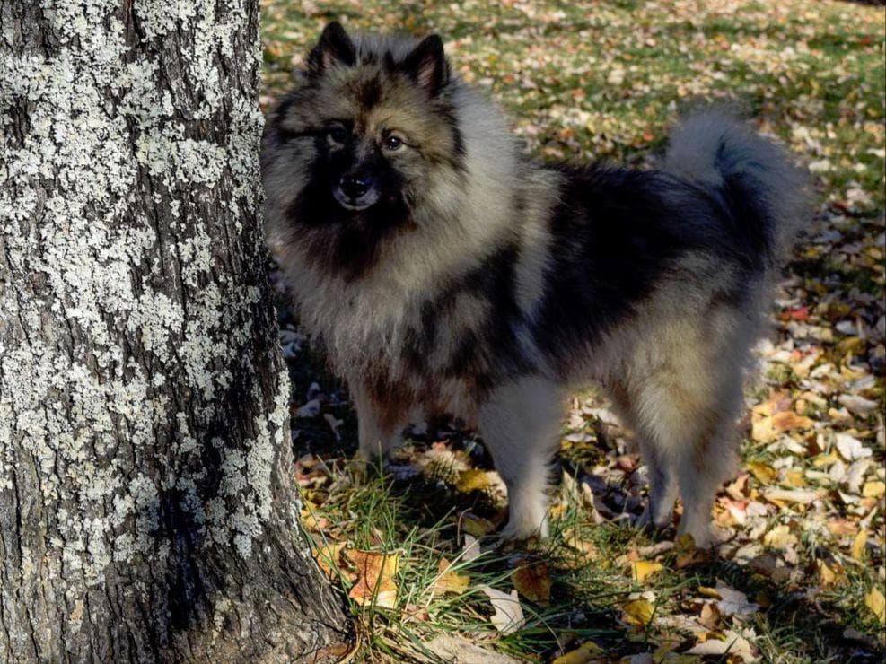 ERBEKEES breeder image 15