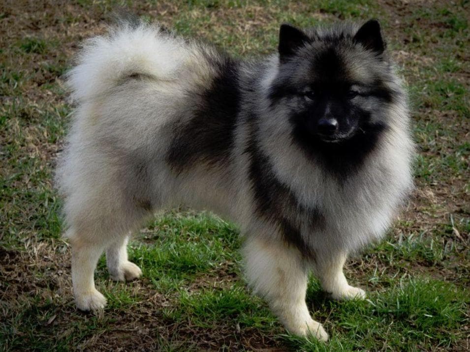 ERBEKEES breeder image 16