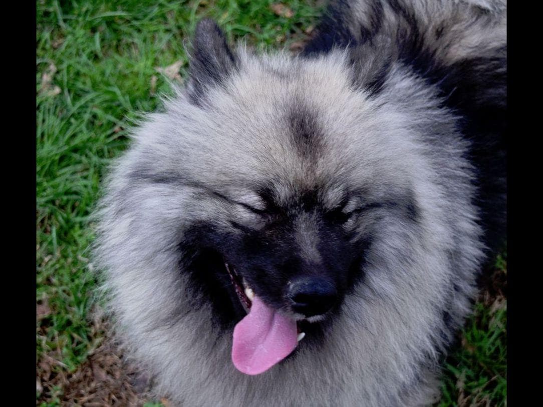 ERBEKEES breeder image 18