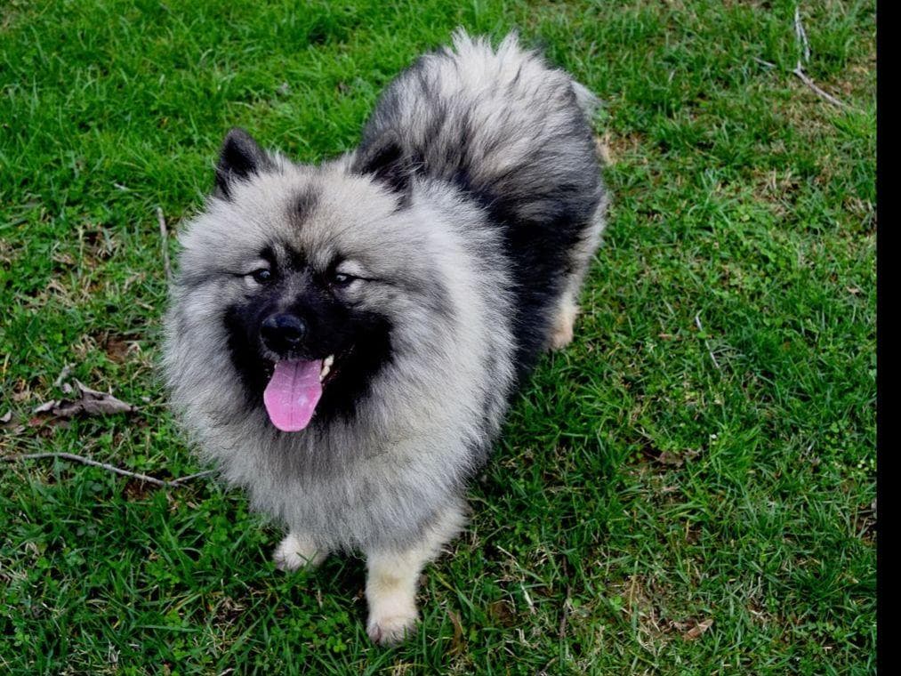 ERBEKEES breeder image 19