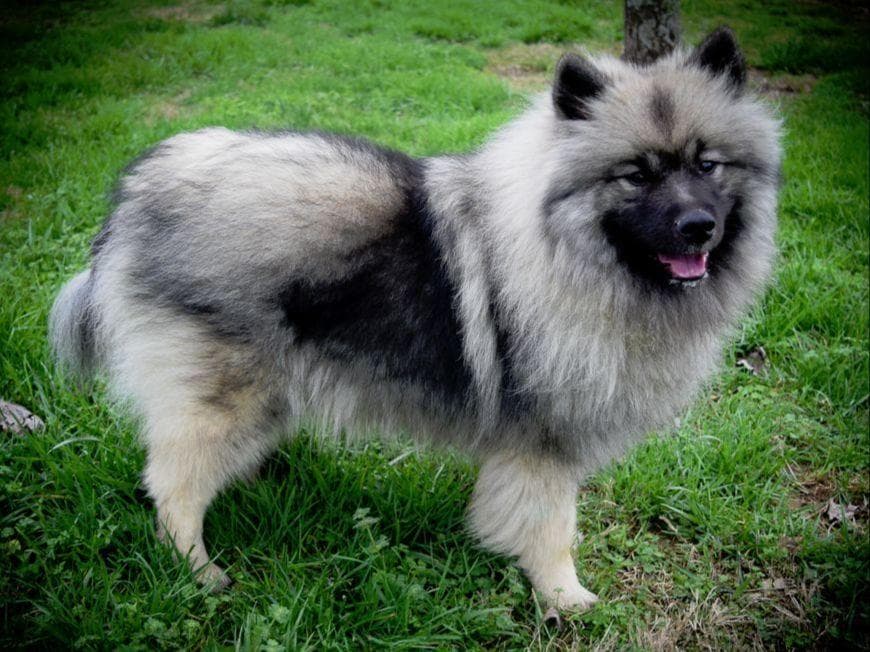 ERBEKEES breeder image 20