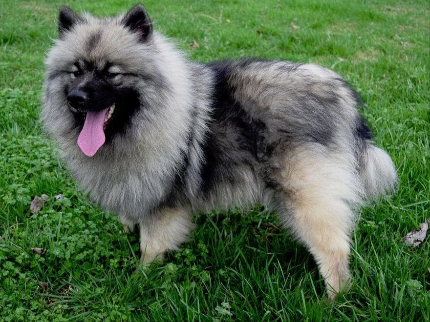 ERBEKEES breeder image 21