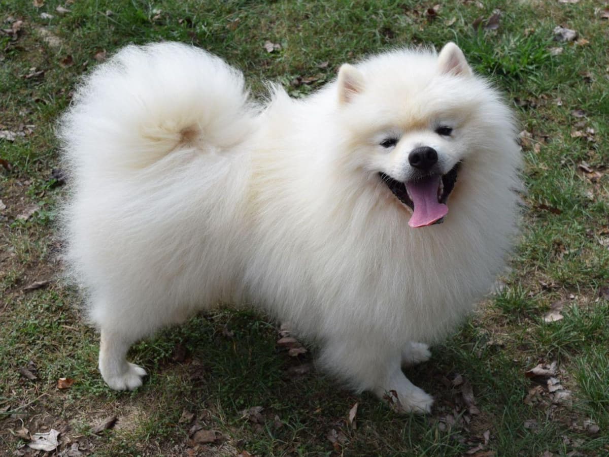 ERBEKEES breeder image 23
