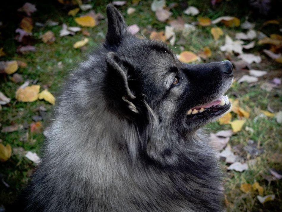 ERBEKEES breeder image 24
