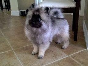 ERBEKEES breeder image 25