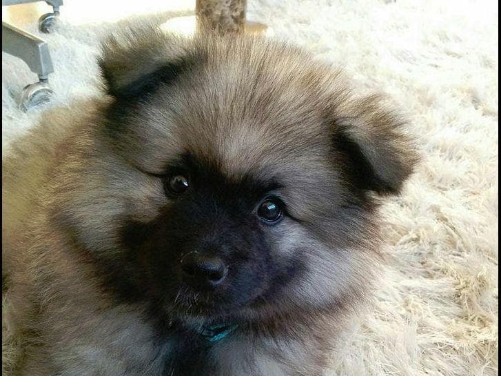 ERBEKEES breeder image 26