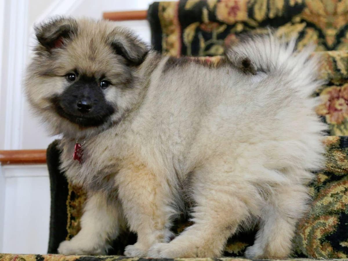 ERBEKEES breeder image 27