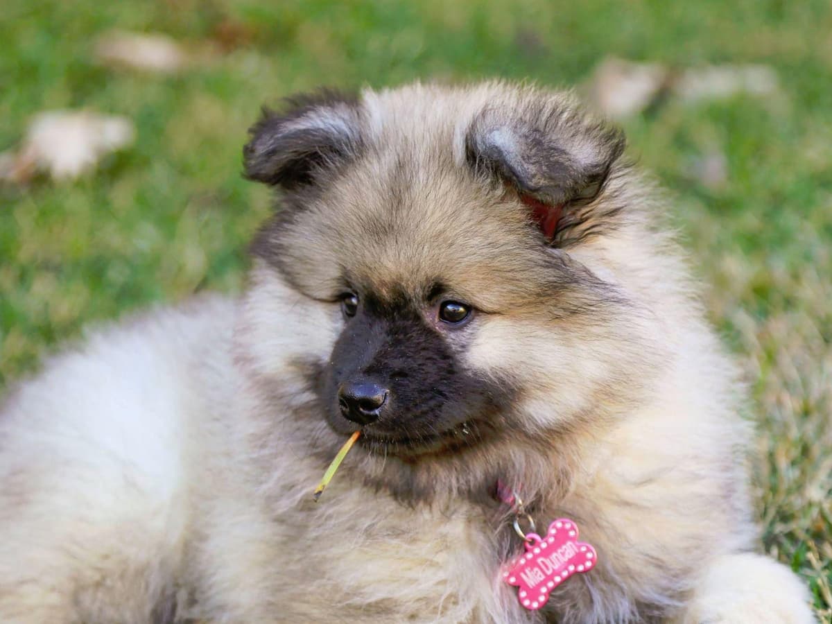 ERBEKEES breeder image 28