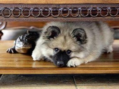 ERBEKEES breeder image 31