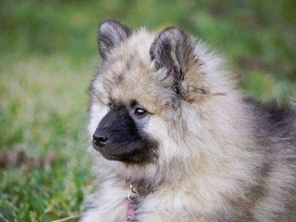 ERBEKEES breeder image 32