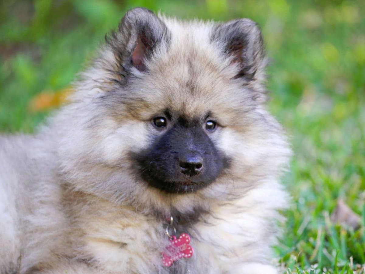 ERBEKEES breeder image 33