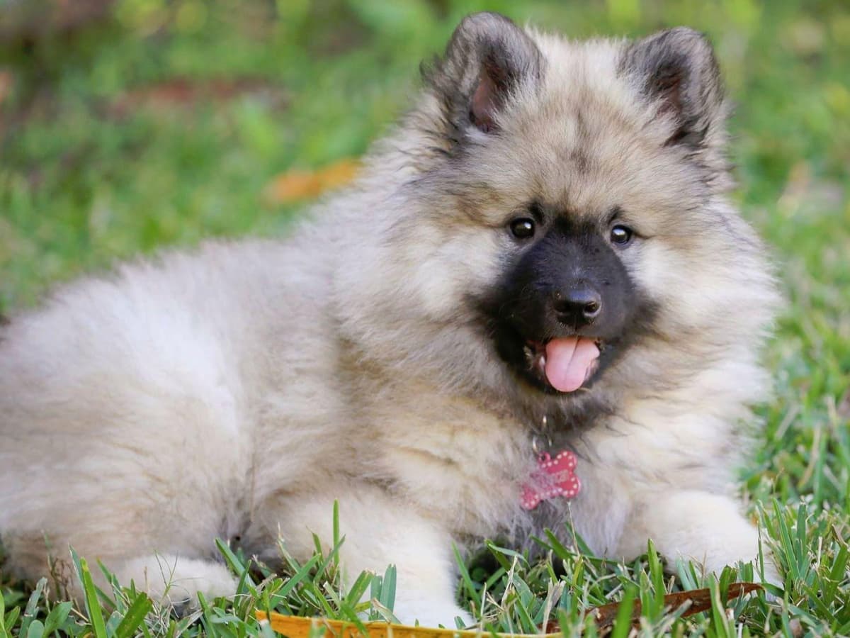 ERBEKEES breeder image 34