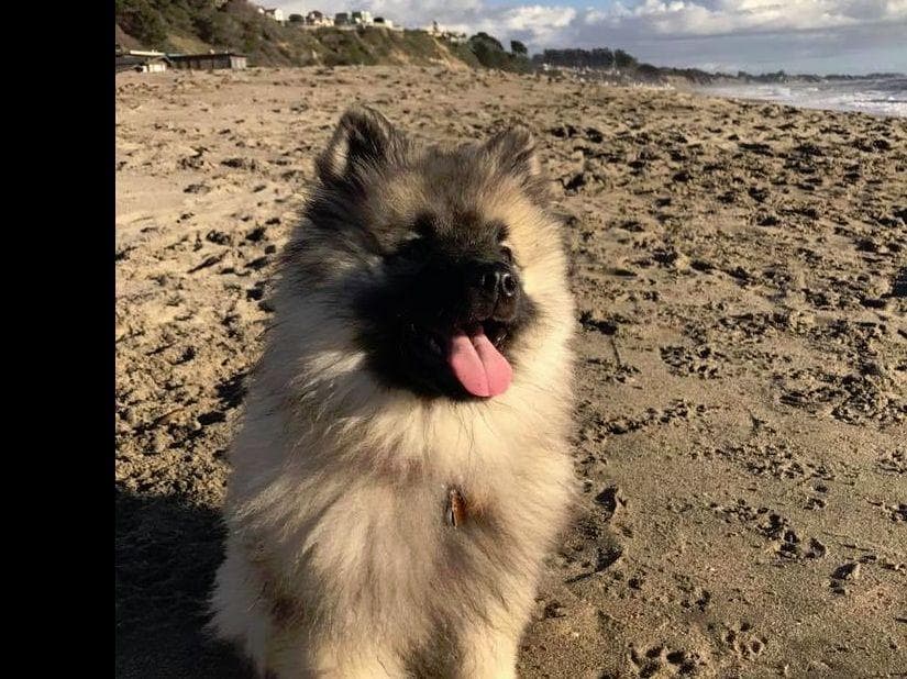 ERBEKEES breeder image 35